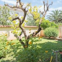 Apartments Natasa - – Affordable hotel in Supetar