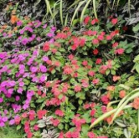 Siriwan House – Affordable hotel in Chiang Mai