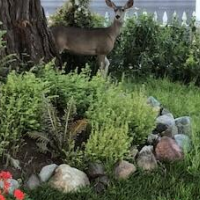 Olallieberry Inn B&B – Affordable Bed and Breakfast in Cambria